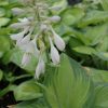 Hosta Paradigm #1 - Image 3
